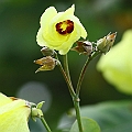 Hibiscus tiliaceus (Coastal Cottonwood) flowers. This species is a mangrove inhabitant not a true mangrove.